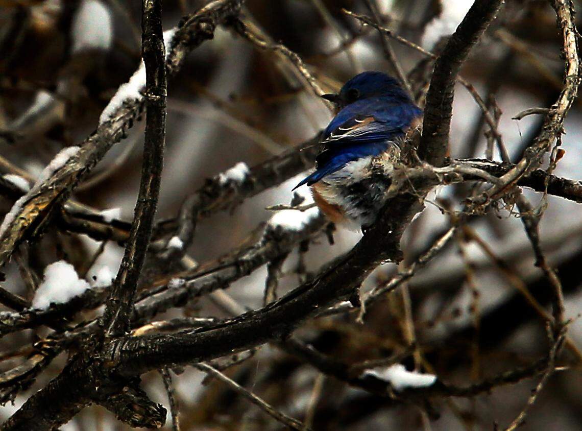 An eastern bluebird perches on a tree branch near the Columbia River in Richland. It is the first confirmed sighting of an eastern bluebird in Washington state.