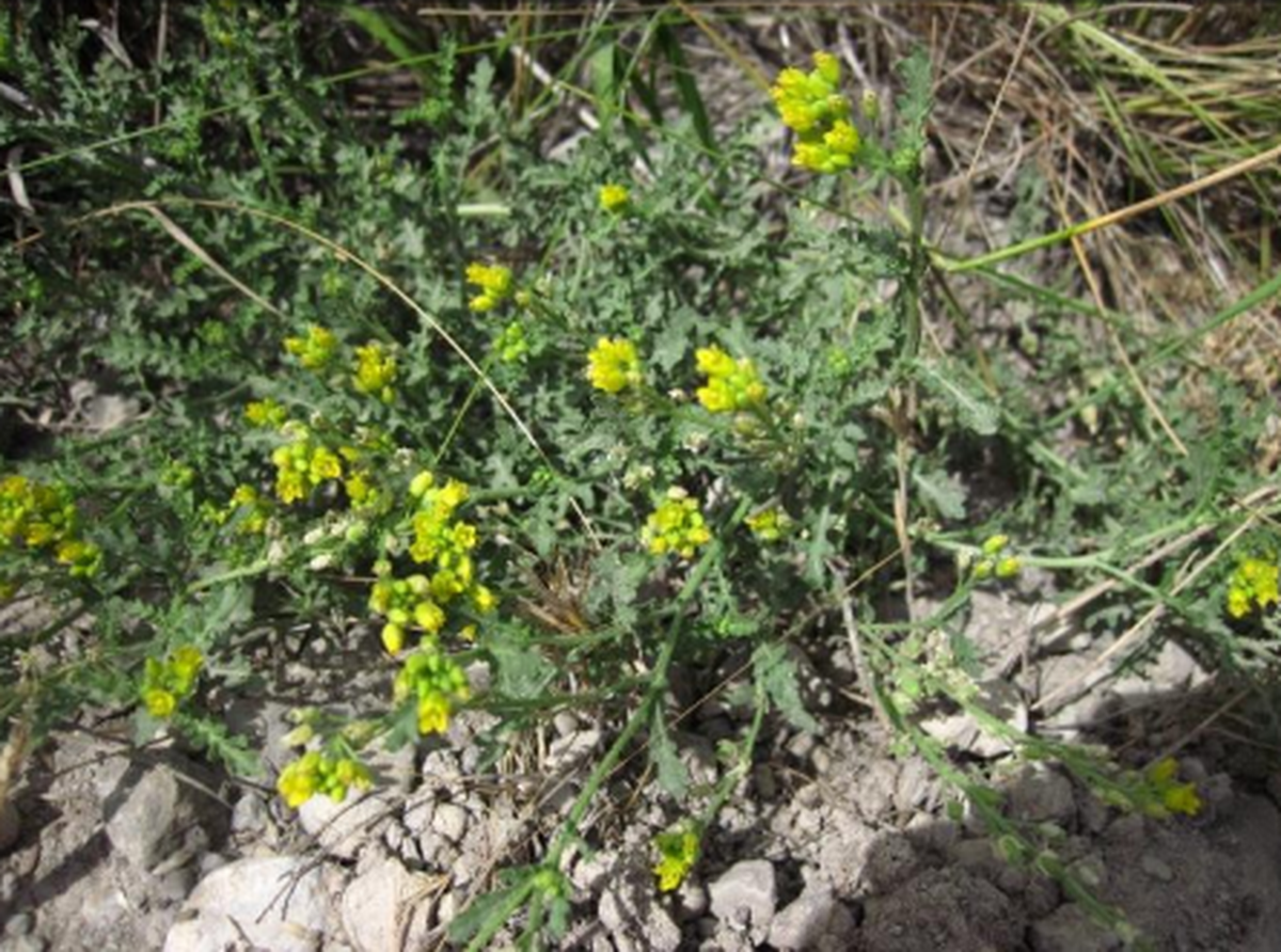The Center for Biological Diversity has petitioned the U.S. Fish and Wildlife Service to protect the Columbia yellowcress under the Endangered Species Act.
