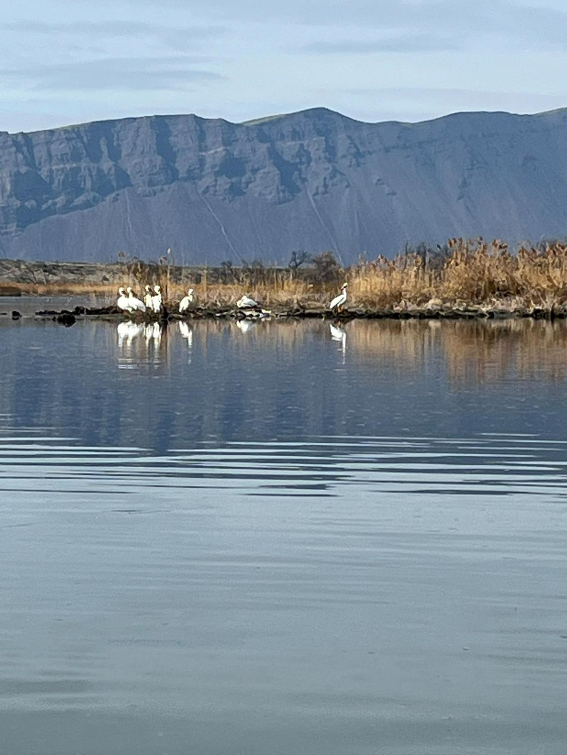 A group of American white pelicans gather on rocks exposed at low water with Saddle Mountains in the background.