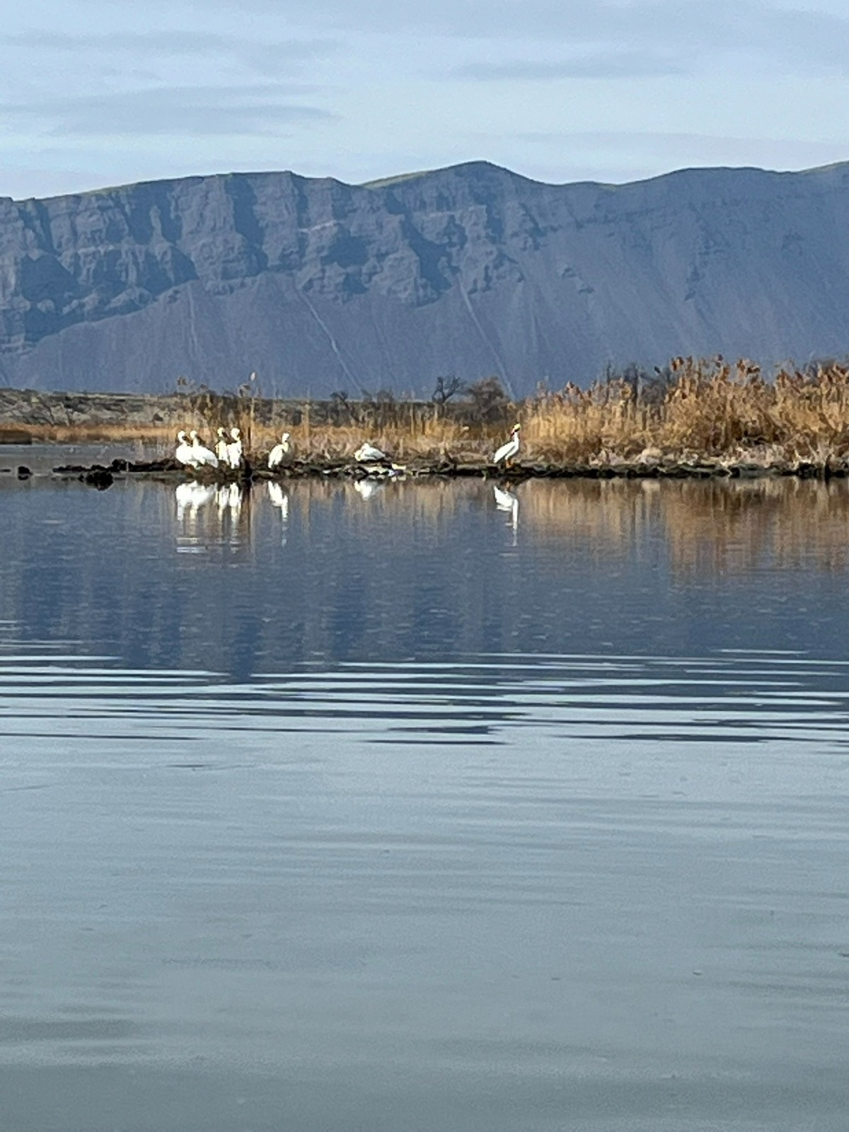 A group of American white pelicans gather on rocks exposed at low water with Saddle Mountains in the background.