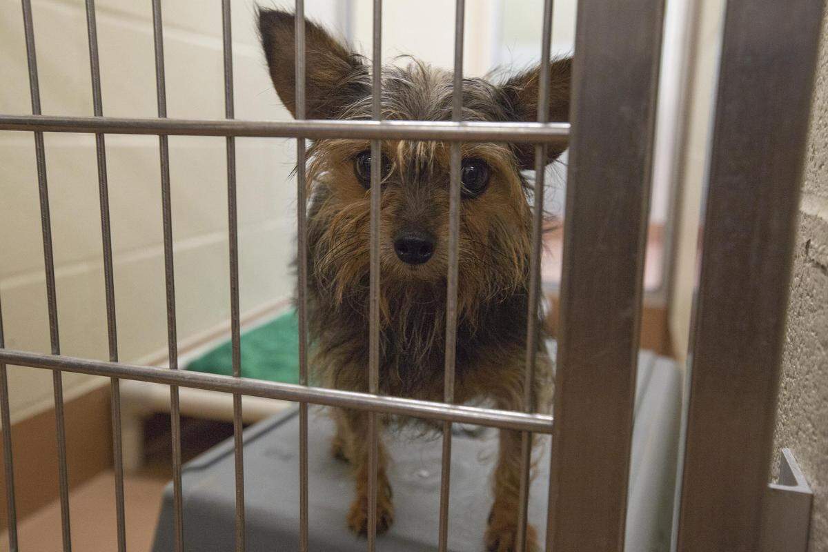Mid-Columbia residents can earn a reward of up to $1,000 for reporting cruelty to the new Animal Abuse Crime Stoppers, launched by Tri-Cities Crime Stoppers on Monday.