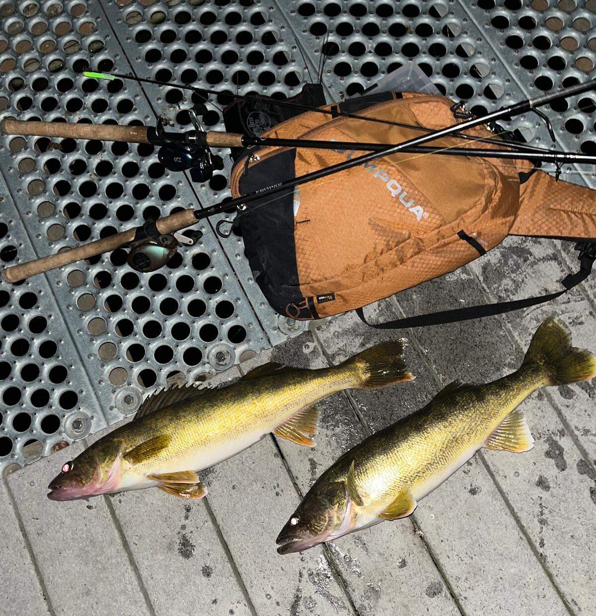 A brace of eater-size walleye caught during a night-time troll on the lower Hanford Reach.