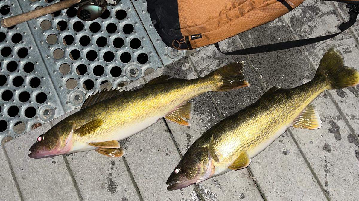 A brace of eater-size walleye caught during a night-time troll on the lower Hanford Reach.
