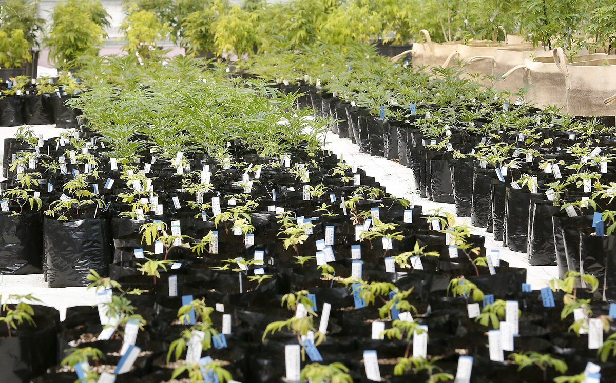 Marijuana plants of varying stages of growth sit in one of three bays at the Pure Green indoor greenhouse grow facility in Finley. The workers there create clone plants by snipping off starters from mother plants.