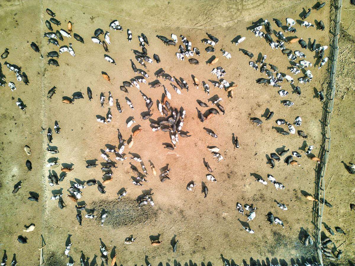 A cattle feedlot at T Lake Ranch near Connell, Wash.
