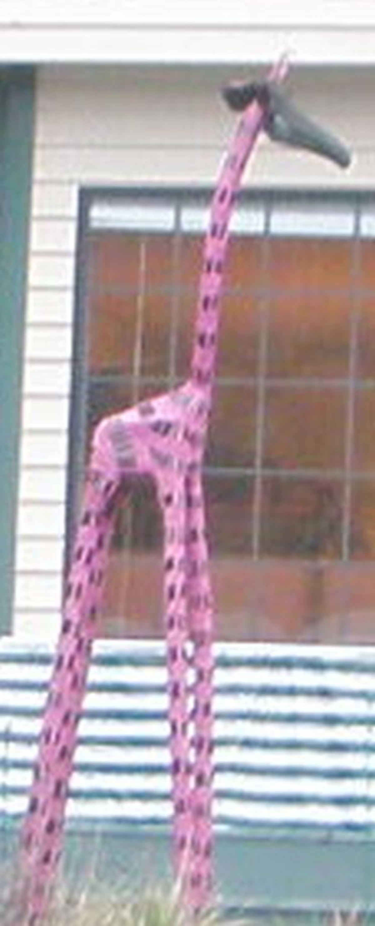 A reward has been offered for the safe return to its Kennewick home of the sculpture of Fred the giraffe by artist Lynn Di Nino.