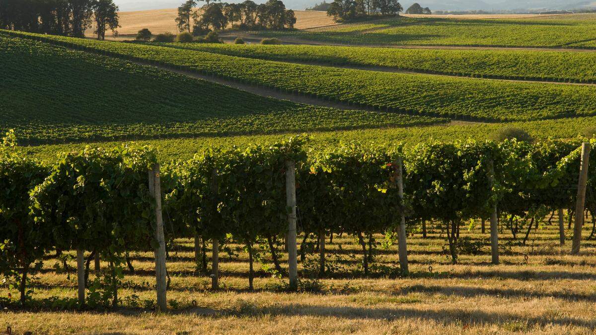 Seabreeze Vineyard is a 214-acre planting in the Eola-Amity Hills northwest of Salem, Ore.