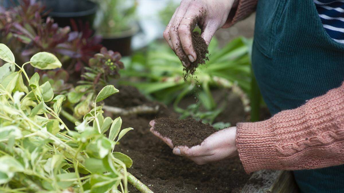 A gardener working and checking the soil, close up.
