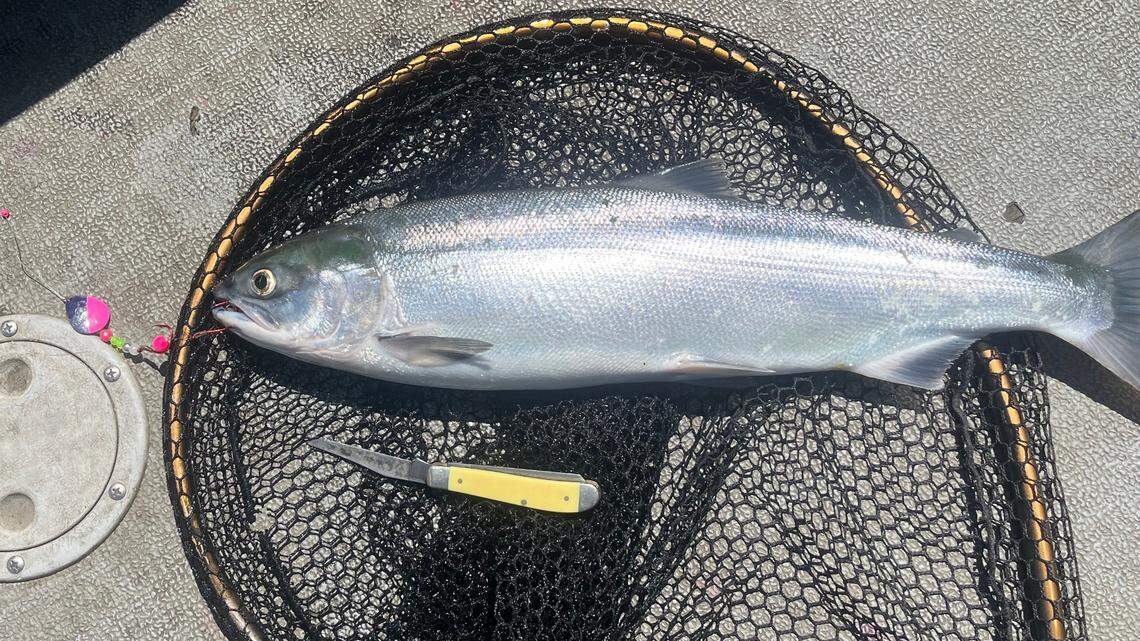 Outdoors | Hit and miss angling for Columbia River sockeye at the Hanford Reach