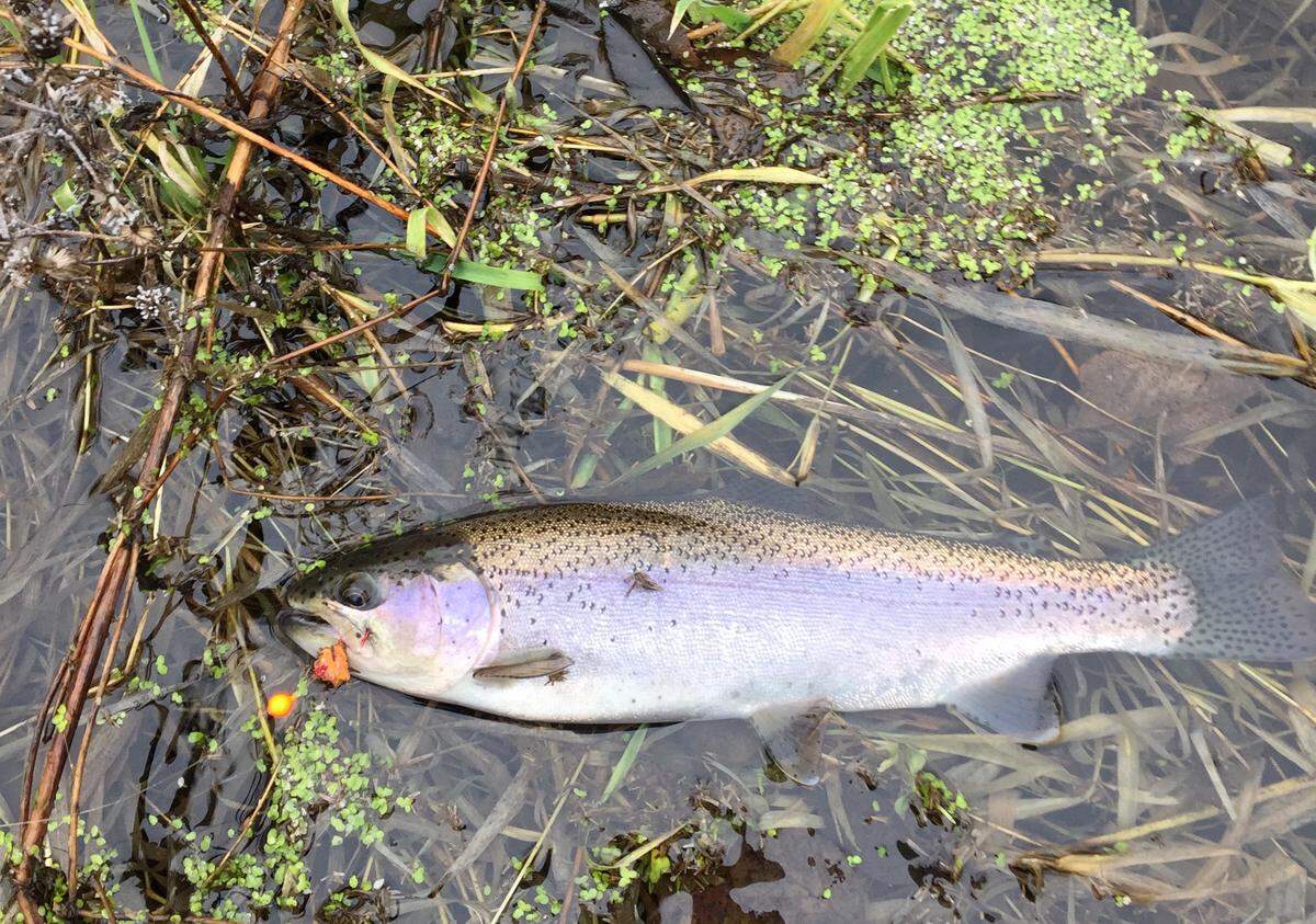 Large rainbow trout migrate from the Columbia River into the lower Walla Walla River each fall where they take up residence with steelhead.