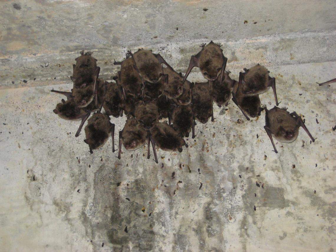 Yuma myotis bats cling to concrete in an underground Hanford structure once used as part of the water system for F Reactor.