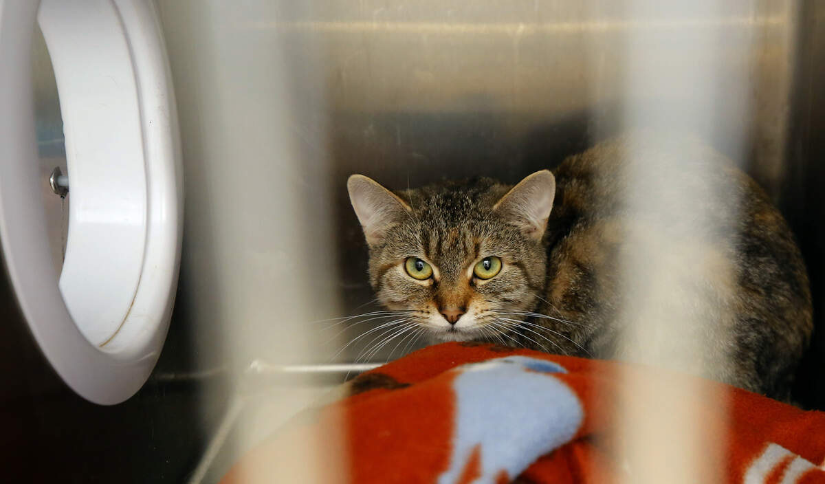 A cat at Tri-Cities Animal Services named Buffet looks out from its cage recently at the facility in Pasco. Buffet is one of 17 cats and kittens rescued from the Clearwater Bay Apartments in Kennewick.