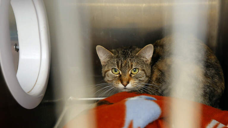 Pound or shelter? Debate grows on future of Tri-Cities animal services