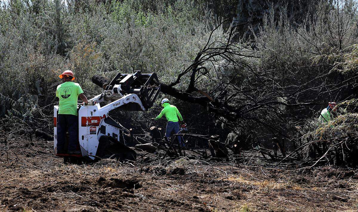 Workers from Superior Tree Service Inc. use chainsaws and a mini track loader to remove the fire damaged trees from near the duck pond in Kennewick’s Columbia Park. Fire officials suspect the fire was started by a homeless person.