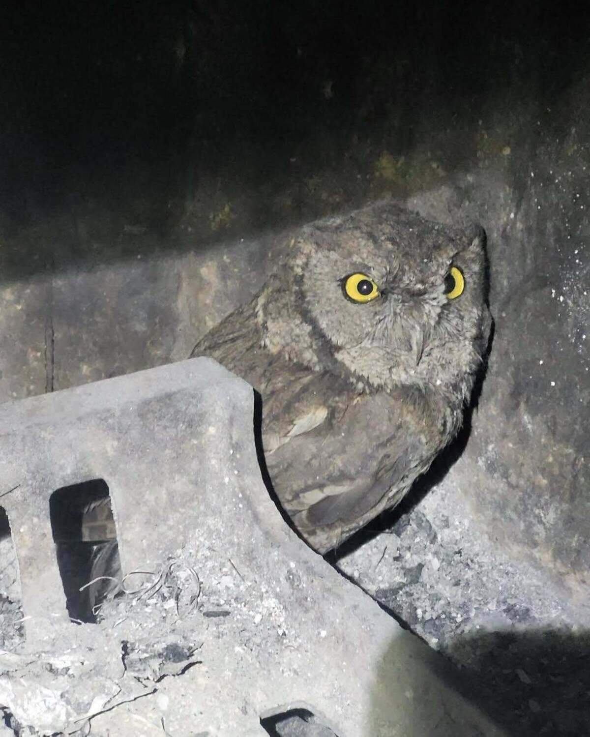 An owl was trapped in the chimney inside a Pasco woman’s home.