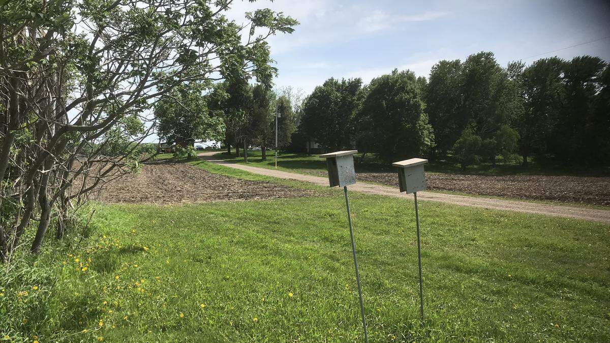 Handmade bluebird houses stand by the driveway leading to Nancy Ewert's late parents' farmhouse on a gravel drive in Elysian, Minn.