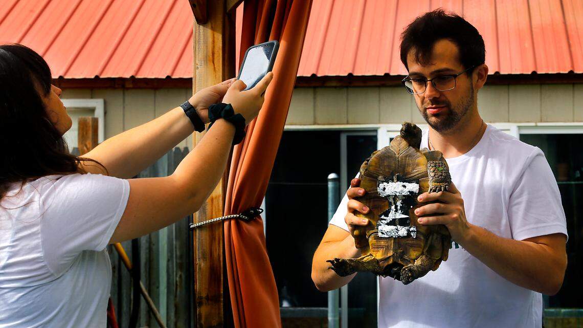 WSU engineering students Sprout Stokes, left, and Andrew Zapata document the underside of Minty the gopher tortoise for later reference while designing and building a mobility device for the tortoise. Terese Meyer of Northwest Tortoise is hoping to find a better method than double-sided tape and a piece of foam to help the 26-year-old tortoise get around.