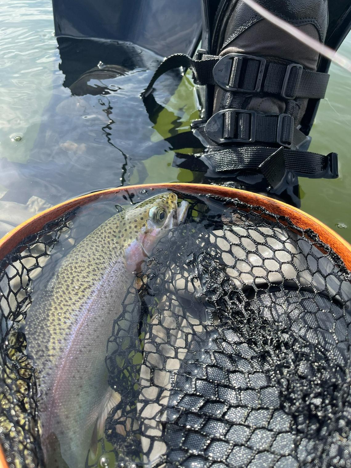 Springtime trout in scabland seep lakes might range from 12 to 20 inches in length.