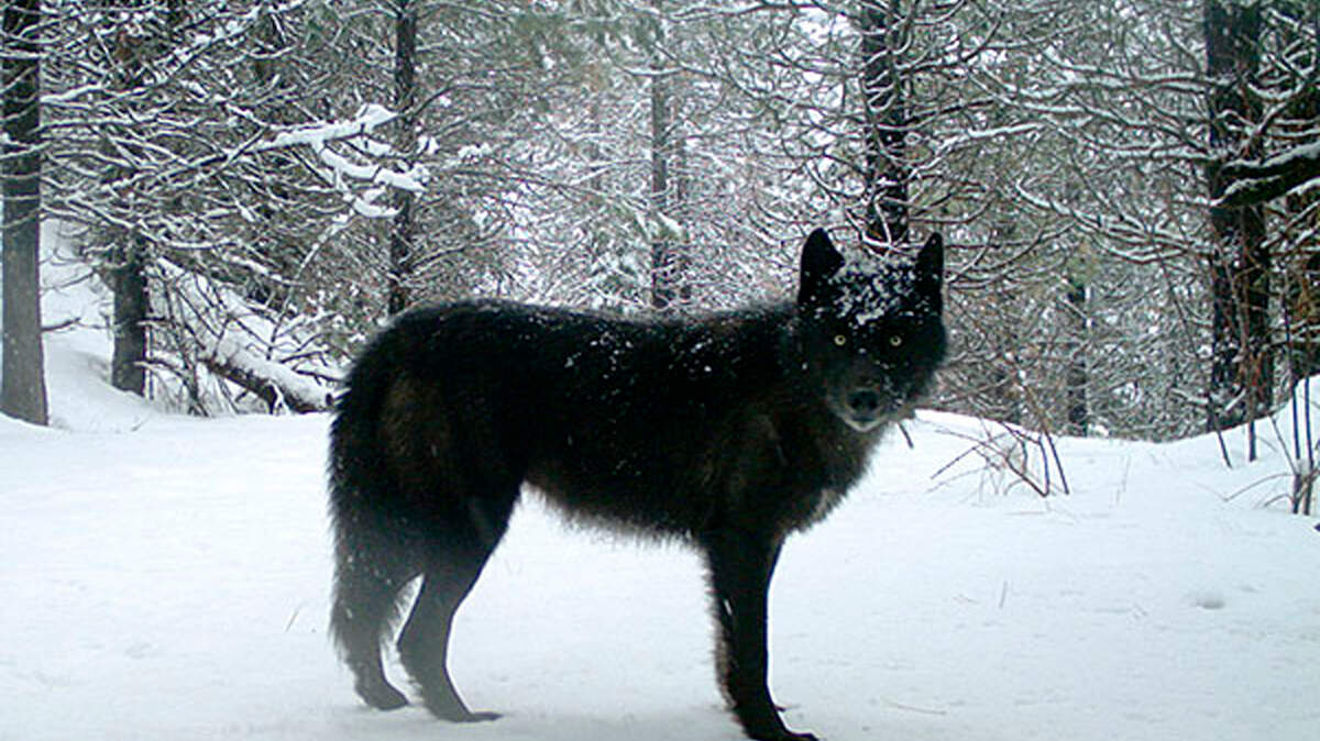 FILE--This Feb., 2017, file photo provided by the Oregon Department of Fish and Wildlife shows a wolf of the Wenaha Pack captured on a remote camera on U.S. Forest Service land in Oregon’s northern Wallowa County. The state of Washington has decided to kill the remaining two wolves from a pack that has repeatedly preyed on cattle in the Kettle River Range of Ferry County. (Oregon Department of Fish and Wildlife via AP, file)