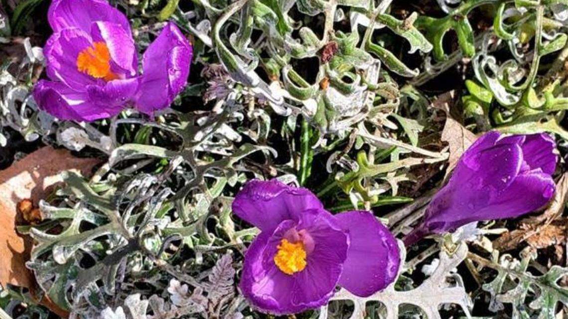 Do you suffer from allergies? You’re not likely to be happy with this forecast