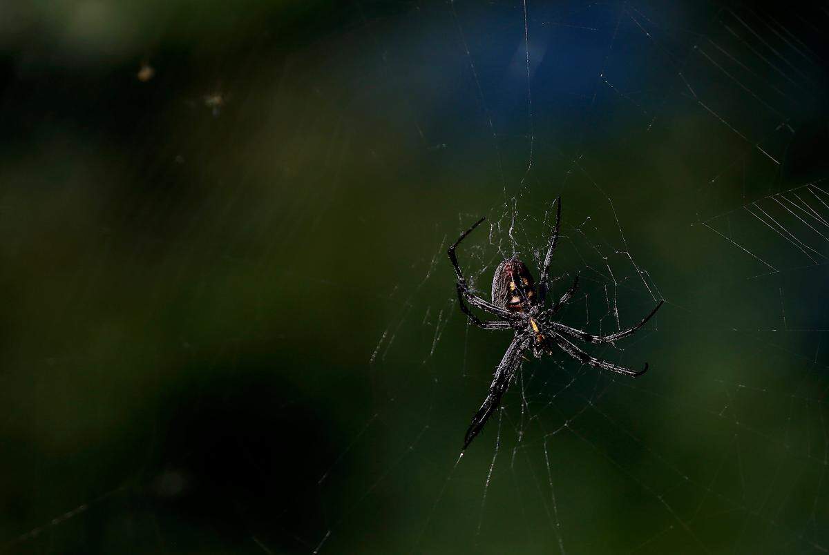 A large spider tends to its web stretched between the trees and shrubs along the causeway to Clover Island along the Columbia River in Kennewick.