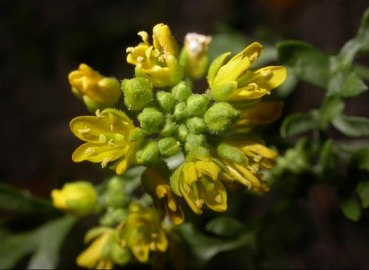 The Center for Biological Diversity has petitioned the U.S. Fish and Wildlife Service to protect the Columbia yellowcress under the Endangered Species Act.