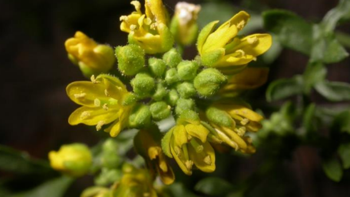 Rare Eastern WA flower has bloomed since the ice age. It’s close to extinction