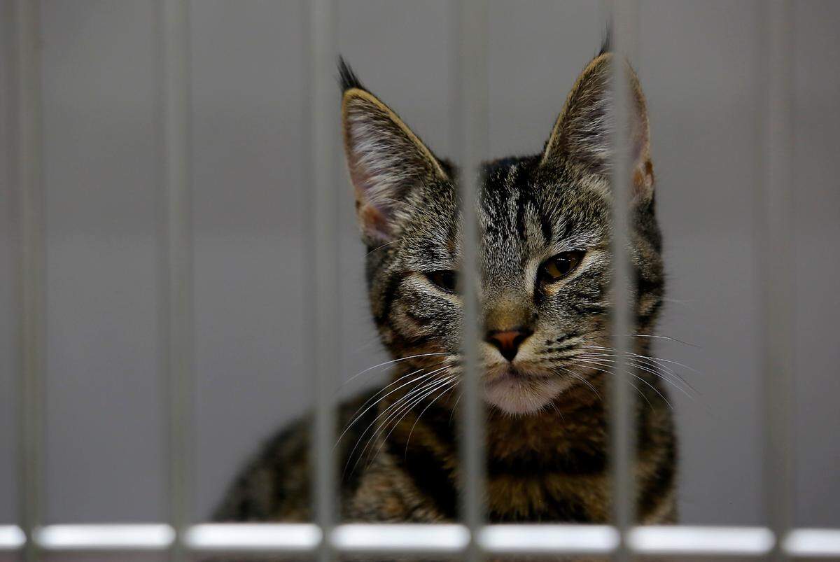 A young cat in its cage in the cat adoption room at the Tri-Cities Animal Shelter and Control Services facility in Pasco.