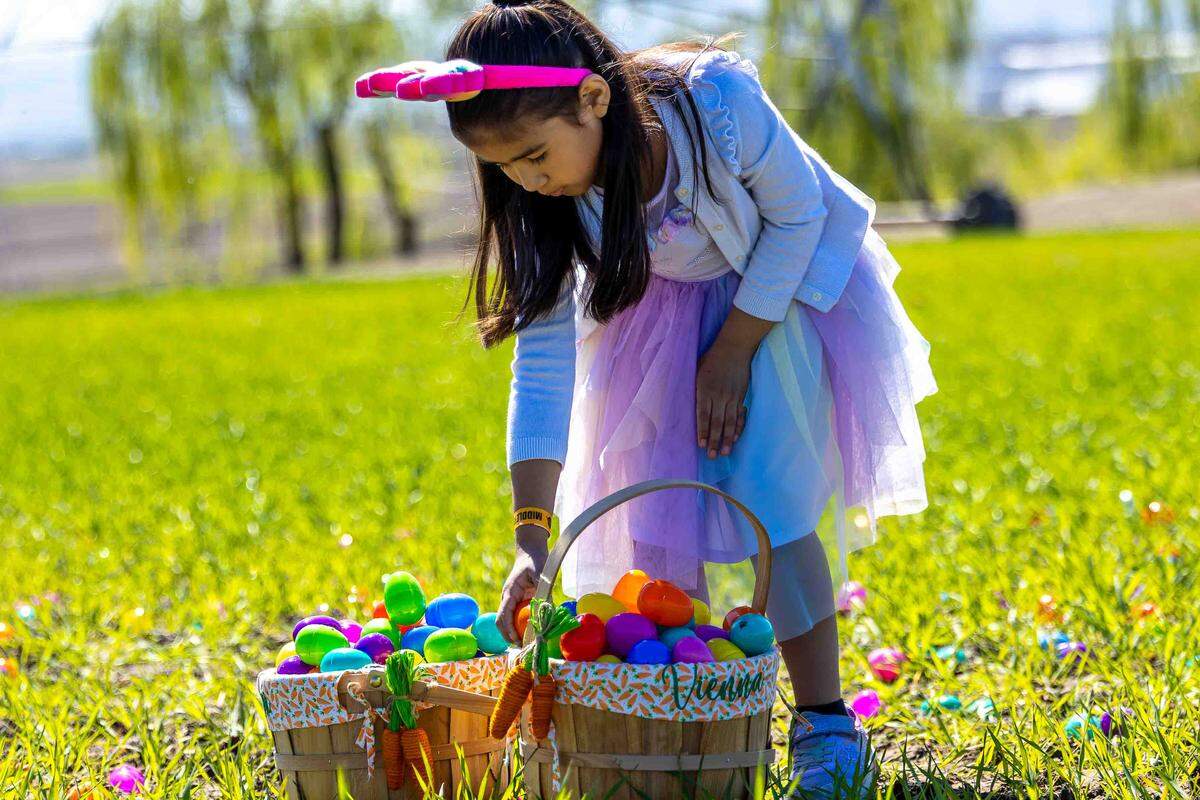 Emma Cueeas, 11, of Hermiston, Ore., gathers Easter eggs during the Middleton Farms Easter Egg Helicopter Drop on Saturday. 