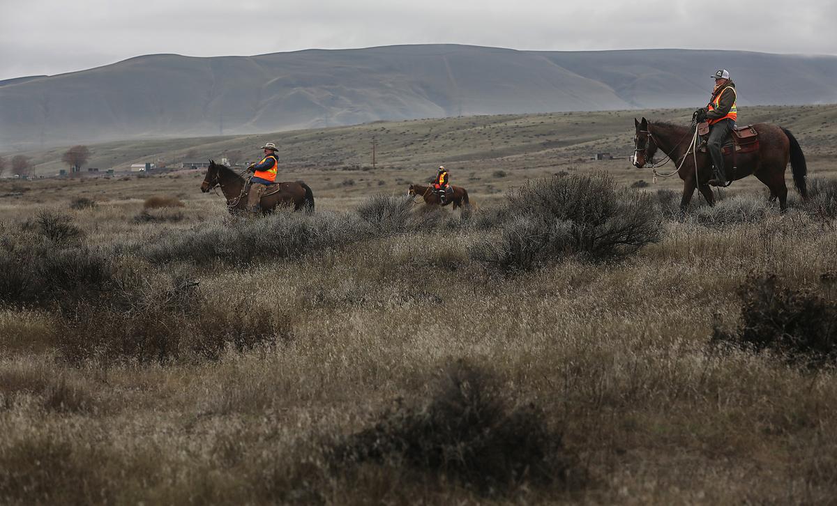 Members of the Mounted Benton-Franklin Sheriff Posse Search and Rescue team search Wednesday morning by horseback at the Horn Rapids Park along the Yakima River for 18-year-old Gage Mercado.