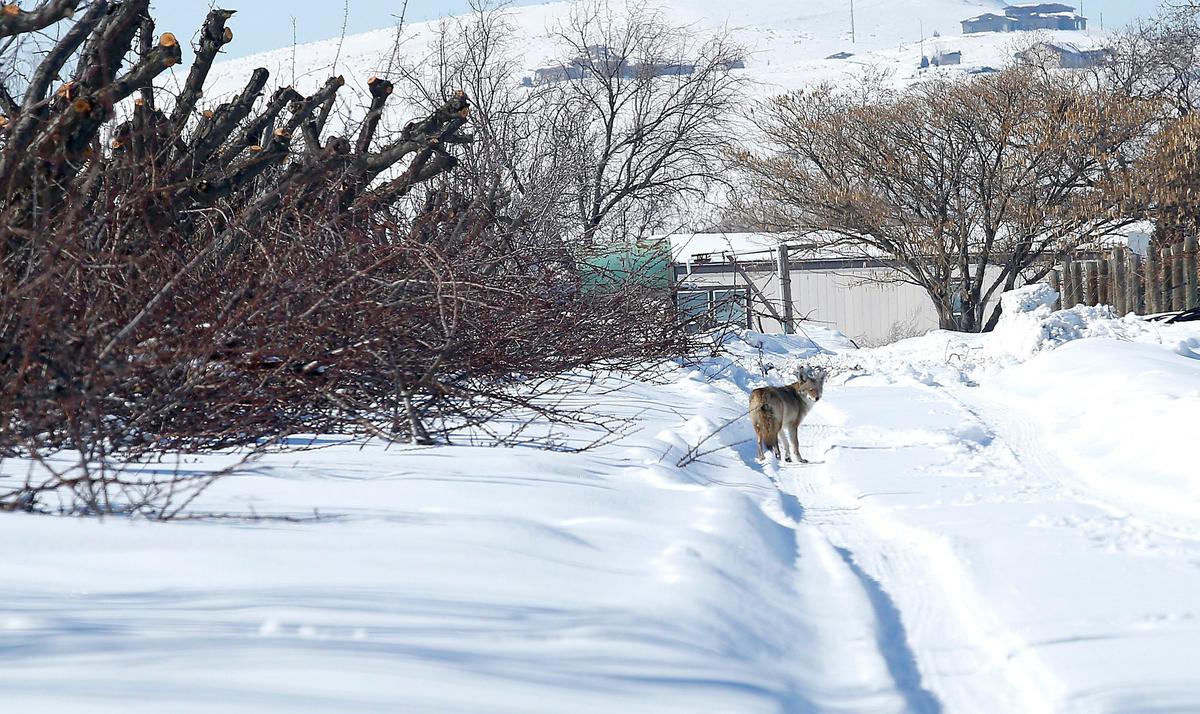 A coyote scampers through a snow-covered orchard recently off Nine Canyon Road in Finley. February was one of the snowiest, coldest and wettest on record in the Tri-Cities.