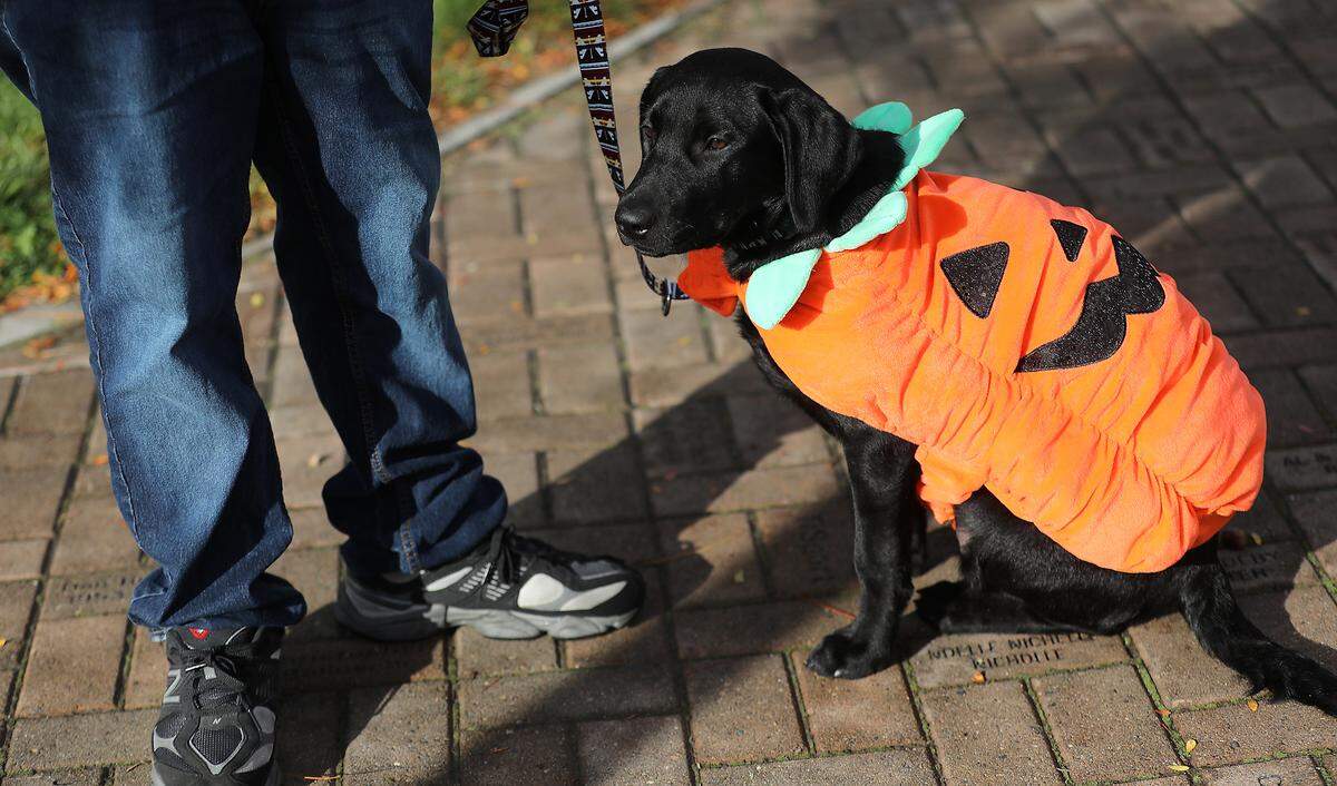 Hundreds of trick-or-treaters, including costume wearing pets, take part in the annual Downtown Kennewick Halloween Boo Bash. Business owners open their doors and hand out treats to the crowds that line up on Kennewick Avenue..