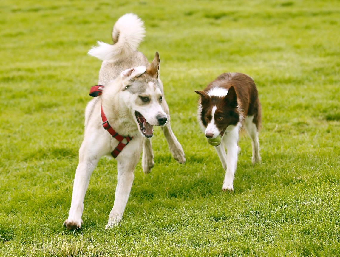 A pair of dogs play together at the Paws-abilities Place dog park in south Richland. Kennewick is considering also developing a dog park.