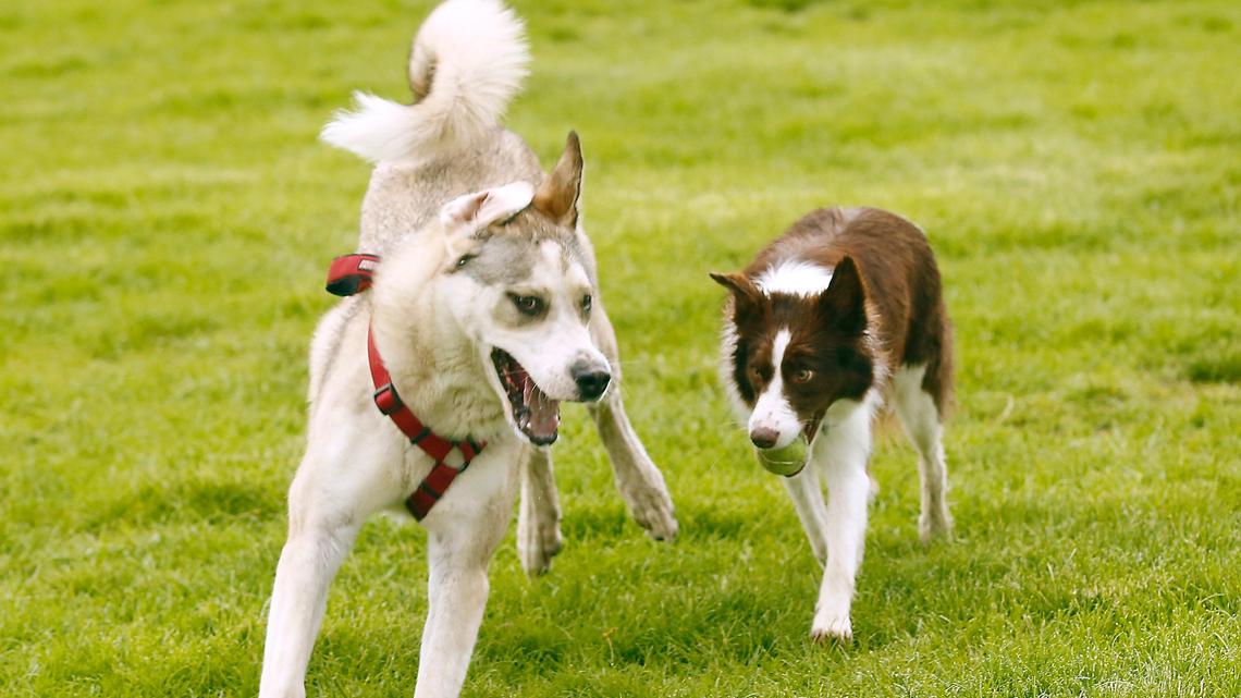 A pair of dogs play together at the Paws-abilities Place dog park in south Richland. The Washington state veterinarian is urging dog owners to protect their dogs as an unusual canine respiratory infection that is potentially fatal spreads in the United States.