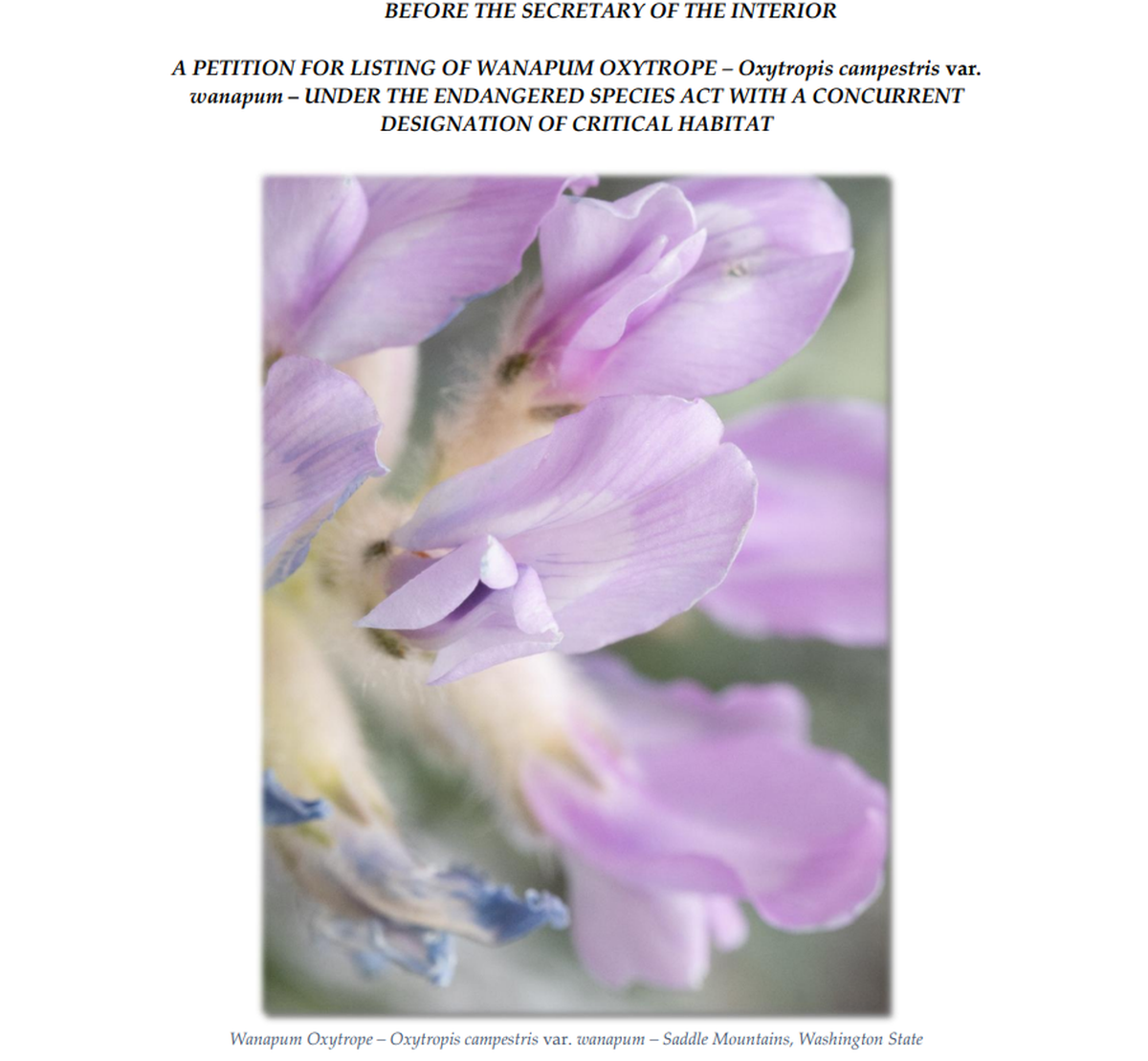 The Center for Biological Diversity has petitioned the U.S. Fish and Wildlife Service to protect a rare flower found only north of the Tri-Cities in Grant County.