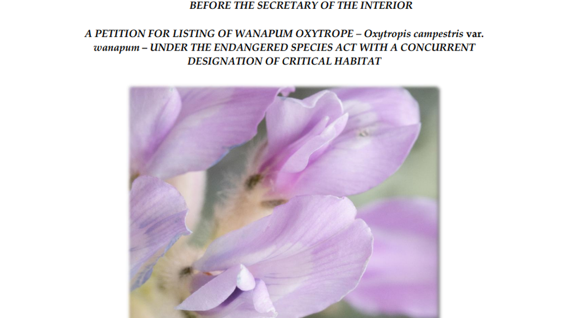 Protection sought for pink flower found only on windy cliffs north of Tri-Cities