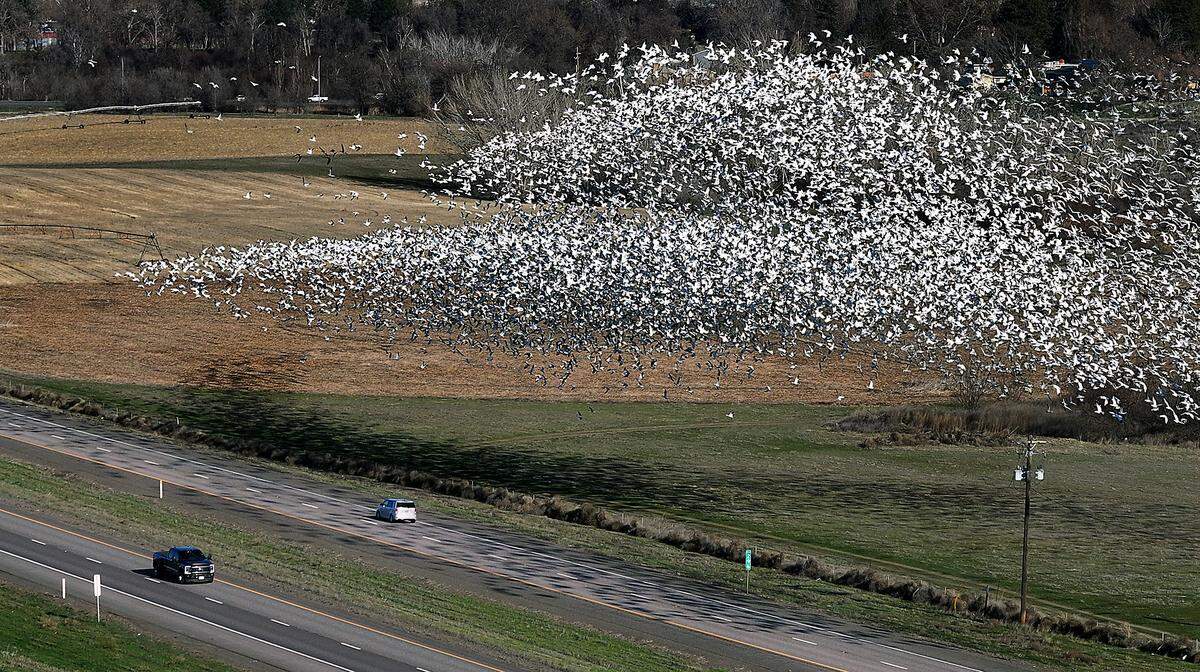 In this photo taken from Jantz Road in Burbank, thousands of snow geese lift from a field on the McNary National Wildlife Refuge over passing motorists on Highway 12 before turning to fly towards the lake and sloughs near the refuge headquarters on Maple Street.