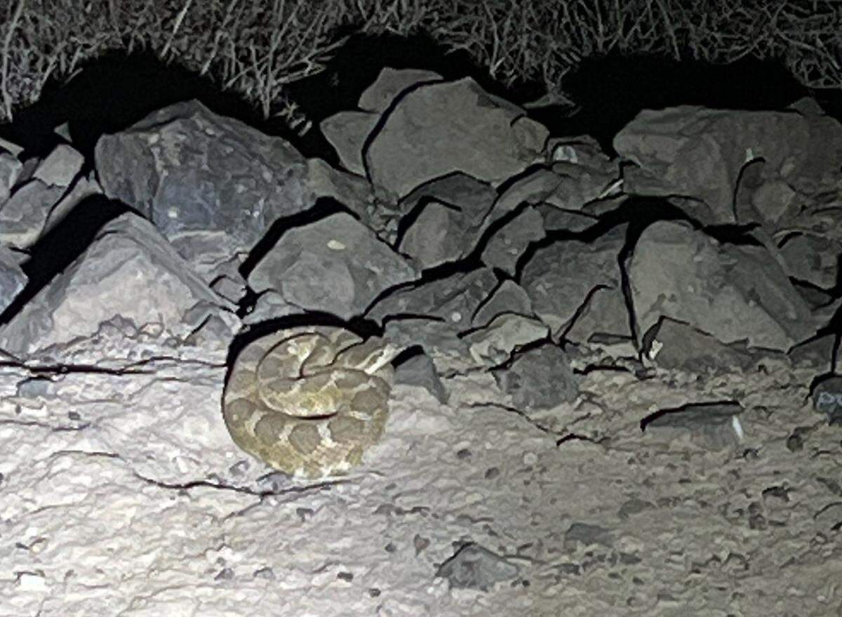 A rattlesnake
