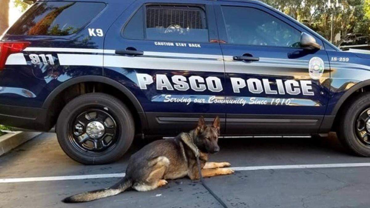 Pasco police dog Jucon helped catch a domestic violence suspect inside a Pasco apartment Tuesday.