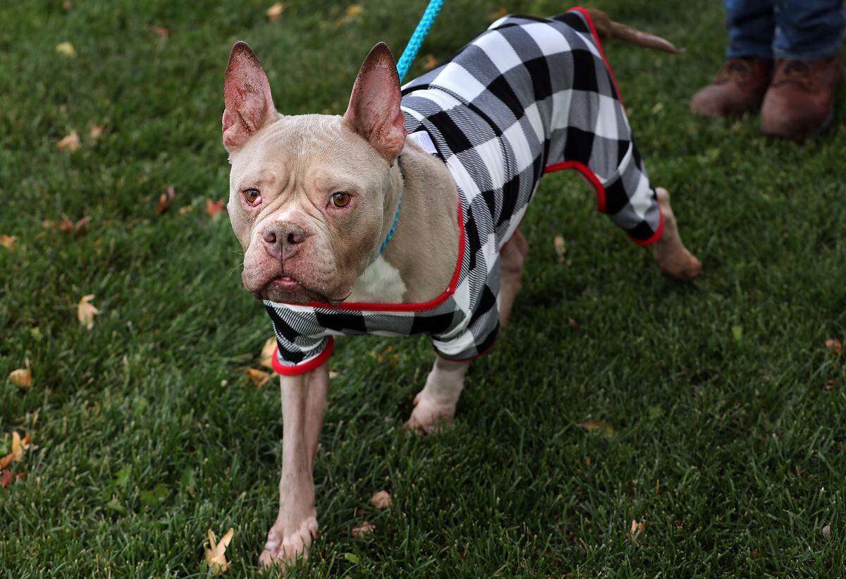 Canella, the abandoned and emaciated pit bull mix, has started gaining weight after arriving at the Benton County Canine Shelter in Kennewick. 