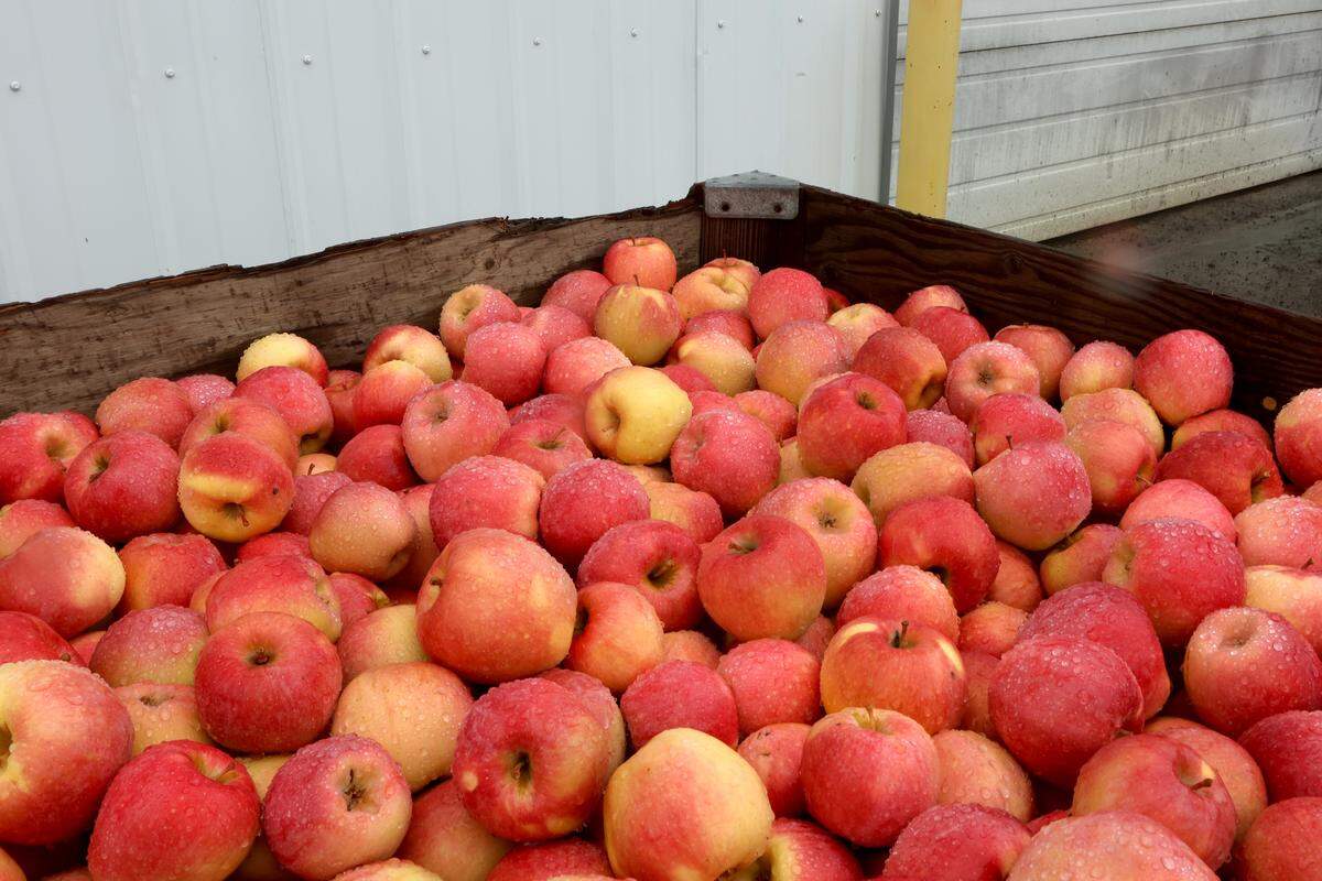 Apples in a bin at Empey Farms in Mesa
