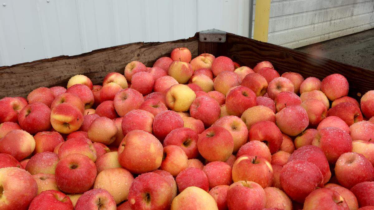 Apples in a bin.