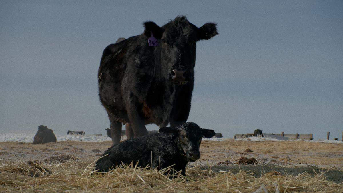 “Not One Drop of Blood” is a documentary exploring mysterious cow mutilations in rural Oregon.