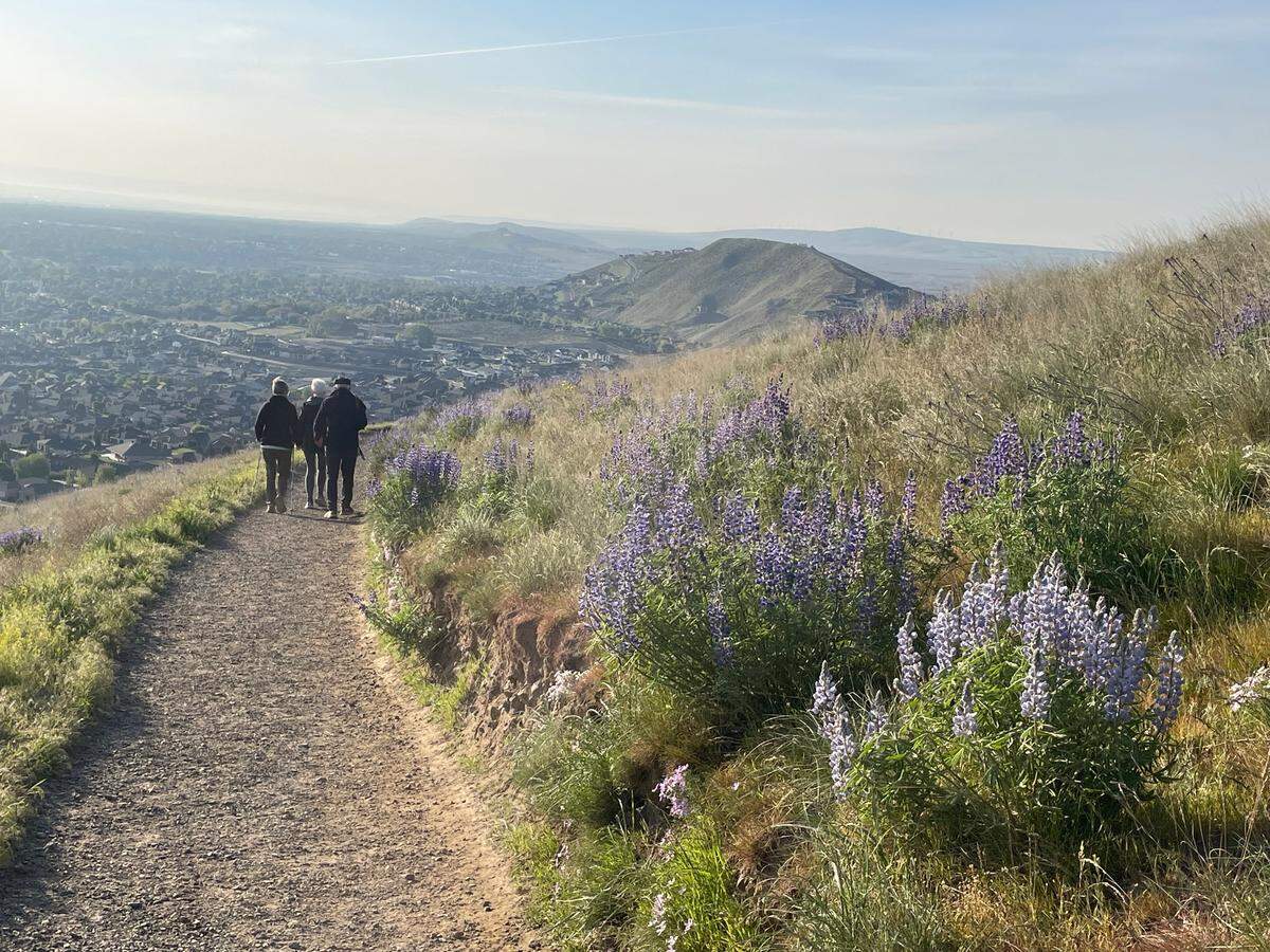 Peak flower season on Badger Mountain in Richland is usually mid-April to early May when the largest number of flowers are blooming.