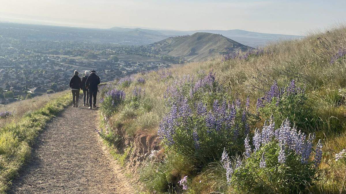 Peak flower season on Badger Mountain in Richland is usually mid-April to early May when the largest number of flowers are blooming.