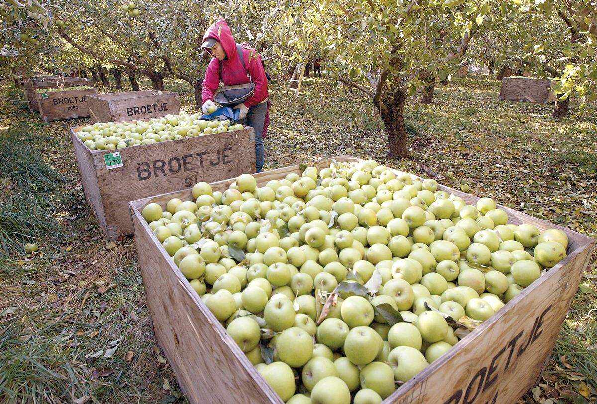 Broetje Harvest Bins 2013.jpg