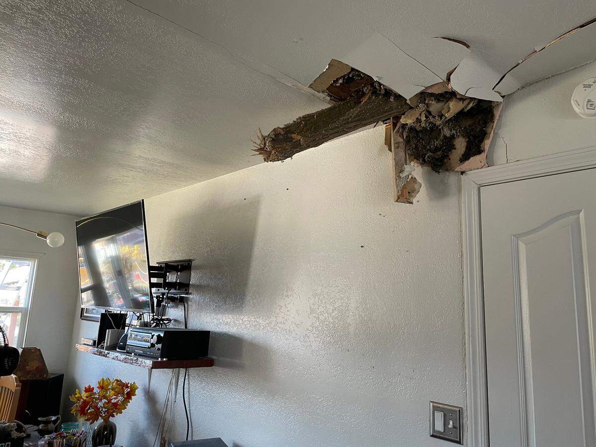 The branch of an ash tree pokes through the ceiling of Tim Cone’s living room at his home on Fruitland Street in Kennewick. Friday night’s windstorm damaged the tree in his backyard but no one was home at the time.