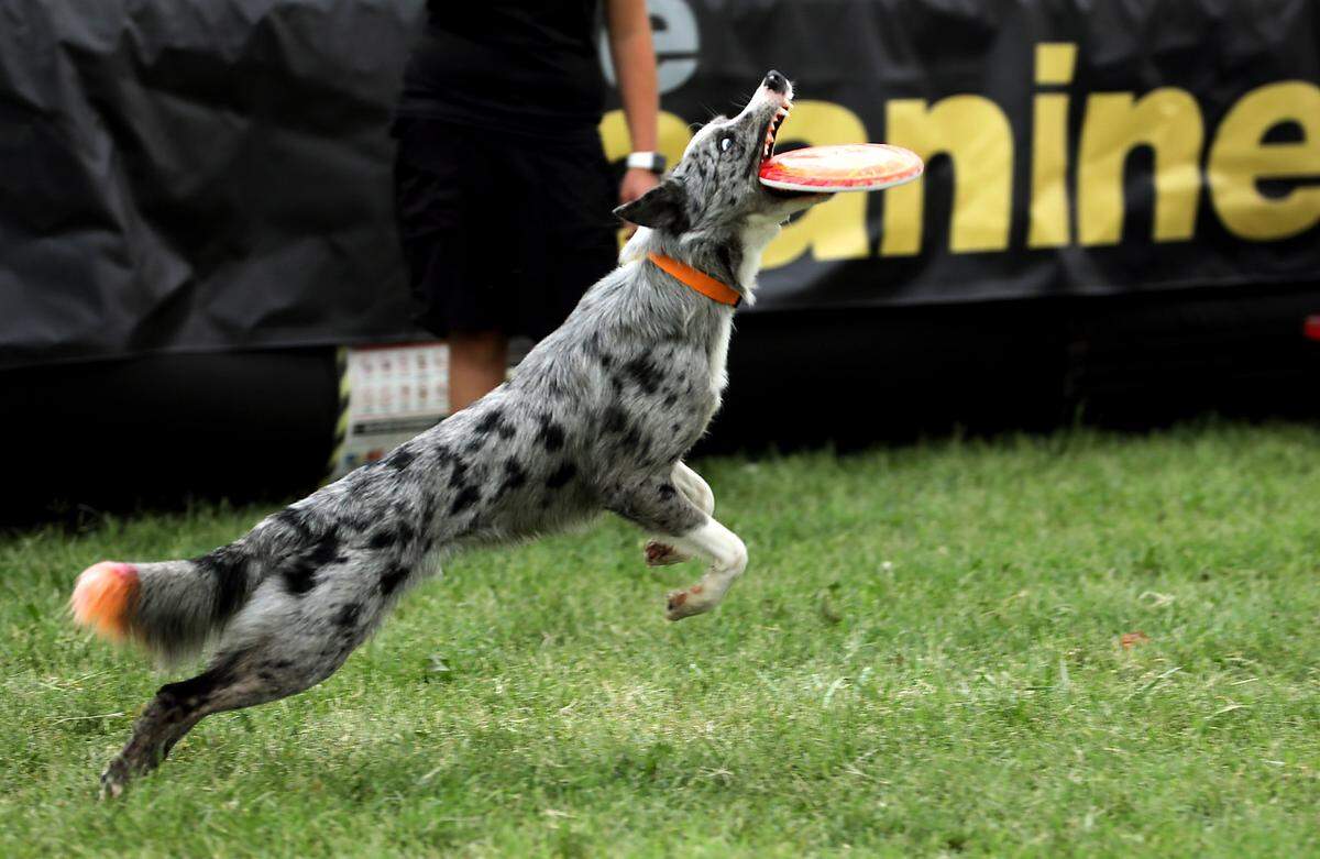 A border collie named Sonic makes a leaping catch during The Canins Stars performance at the Benton Franklin Fair & Rodeo at the fairgrounds in Kennewick.