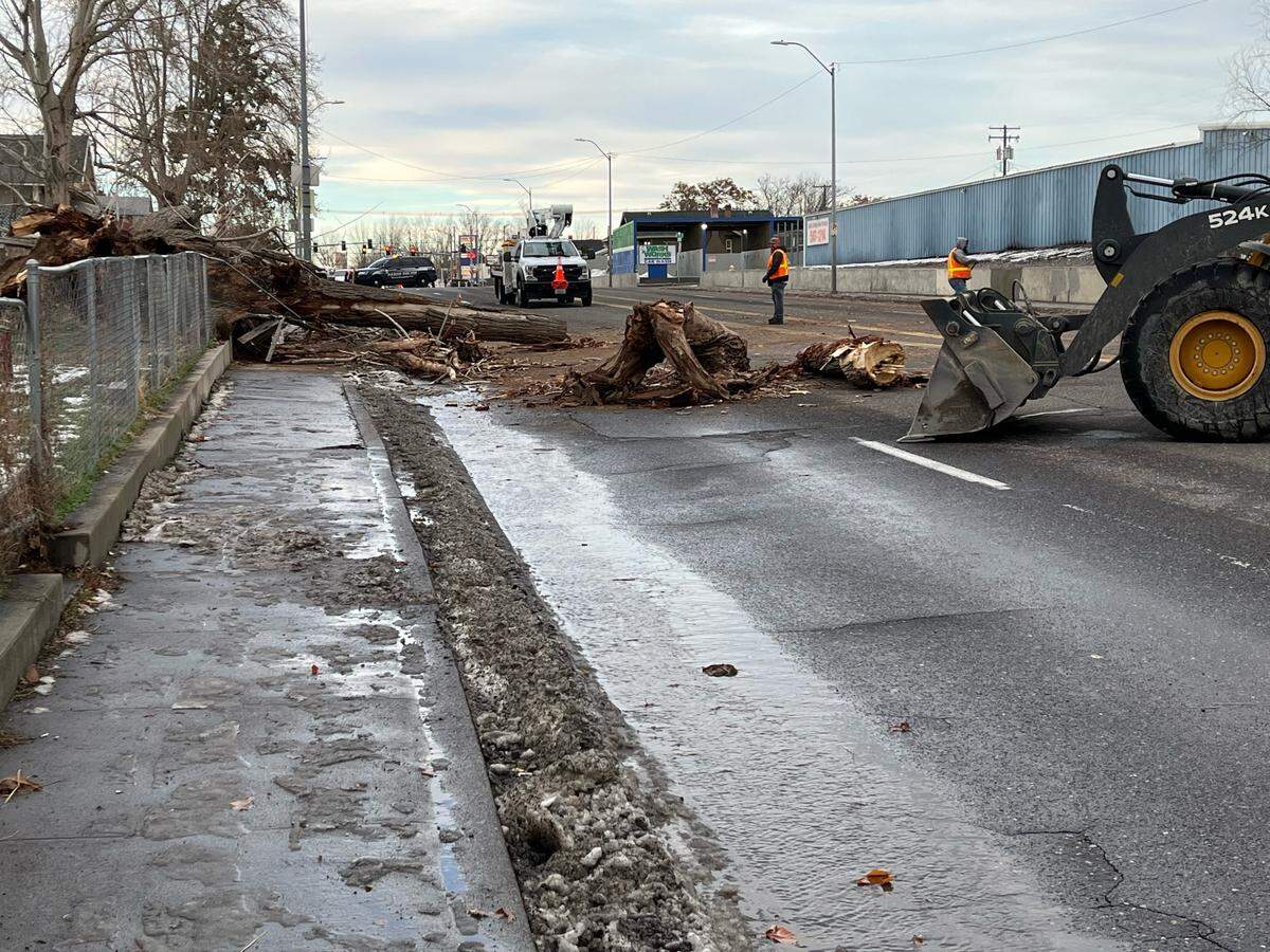 Pasco city crews remove a tree from the 900 block of 10th Avenue after it fell in Friday’s windstorm.