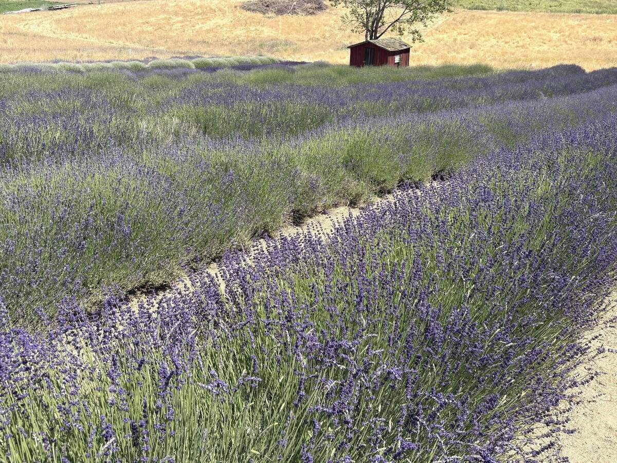 Blue Mountain Lavender Farm near Touchet offers U-pick rows to cut your own bouquets of various varieties.